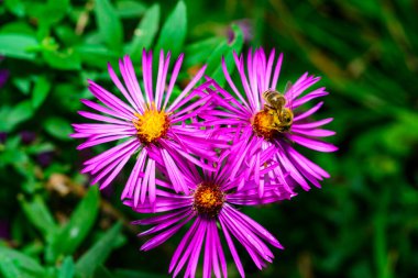 Honeybee collects nectar and pollen on red flowers with yellow stamens Aster in autumn in the garden clipart