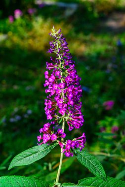 Buddleia Daviddii - Sonbaharda bahçede gökyüzüne karşı kırmızı çiçeklerle dolunay