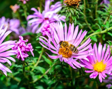Bal arısı kırmızı çiçeklerin üzerinde nektar ve polen toplar. Aster ise sonbaharda bahçeye gelir.