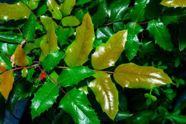 Mahonia Berberis horizontalis - young yellow-green leaves of ornamental shrub in the garden clipart