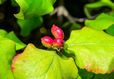 Dogwood Cornus sp. - Red fruits on a background of green leaves in the garden in autumn clipart