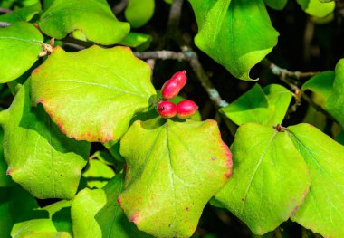 Dogwood Cornus Şp. - Sonbaharda bahçedeki yeşil yaprakların arka planında kırmızı meyveler