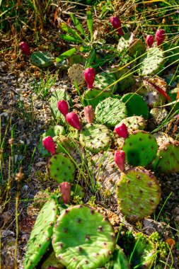 Opuntia robusta - dikenli soğuğa dayanıklı kaktüs opuntia ve sonbaharda bahçede kırmızı meyveler