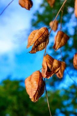 Koelreuteria paniculata - dry fruits with seeds on a tree in autumn in the garden clipart