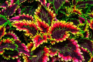 Coleus sp. Ukrayna 'da botanik bahçesinde parlak yaprakları olan bir grup bitki.