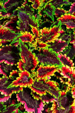 Coleus sp. Ukrayna 'da botanik bahçesinde parlak yaprakları olan bir grup bitki.