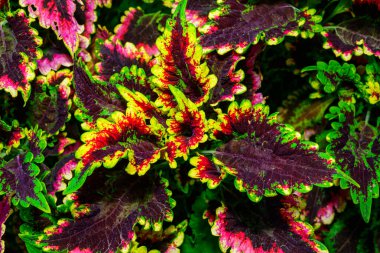 Coleus sp. Ukrayna 'da botanik bahçesinde parlak yaprakları olan bir grup bitki.
