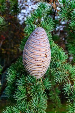 Lübnan sedir ağacı yeşil iğnelerden oluşan bir arka planda Cedrus libani.