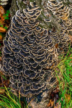 Çoklu gözenekli mantar Trametes versicolor - eski çürük kütük, Ukrayna 'da ağaç mantarı