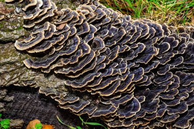 Polypore mushroom Trametes versicolor - tree mushroom on old rotten stump, Ukraine clipart