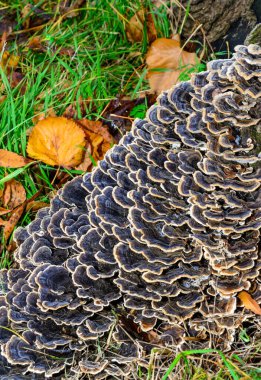 Çoklu gözenekli mantar Trametes versicolor - eski çürük kütük, Ukrayna 'da ağaç mantarı