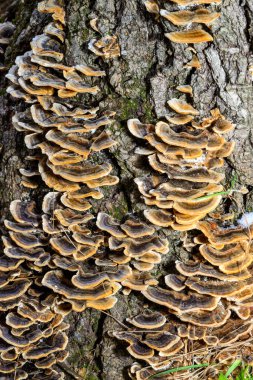 Çoklu gözenekli mantar Trametes versicolor - eski çürük kütük, Ukrayna 'da ağaç mantarı