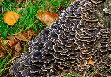 Çoklu gözenekli mantar Trametes versicolor - eski çürük kütük, Ukrayna 'da ağaç mantarı