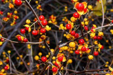 American bittersweet, Celastrus scandens - red fruits with seeds on an ornamental bush in the garden in autumn, Ukraine clipart