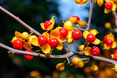 American bittersweet, Celastrus scandens - red fruits with seeds on an ornamental bush in the garden in autumn, Ukraine clipart