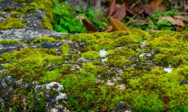 Yeşil yosun doğal kabuk taşlarında yetişir, Ukrayna