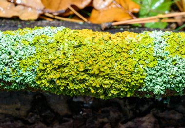 Xanthoria parietina ve kalın bir ağaç dalında farklı türde liken konsorsiyumu. 