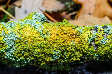 Xanthoria parietina ve kalın bir ağaç dalında farklı türde liken konsorsiyumu. 