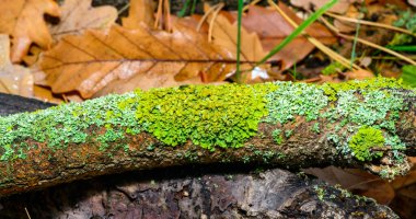 Xanthoria parietina ve kalın bir ağaç dalında farklı türde liken konsorsiyumu. 