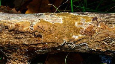 Brown saprotrophic tree fungus covering trunk of old rotten tree, Ukraine clipart