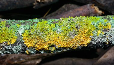 Xanthoria parietina ve kalın bir ağaç dalında farklı türde liken konsorsiyumu. 