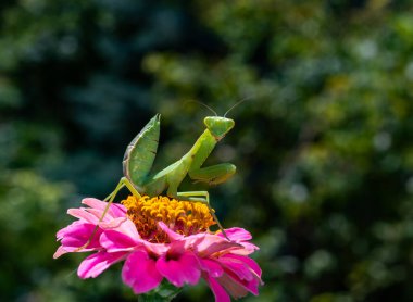 Mantis Hierodula transcaucasica - young green praying mantis hunting flying insects on pink flower clipart