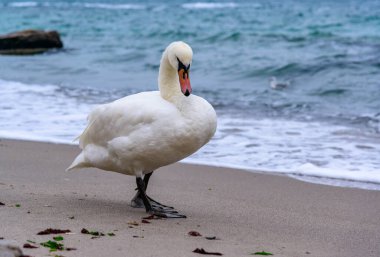 The mute swan Cygnus olor - a large white waterfowl swan walks along a sandy beach of the Black Sea, Ukraine clipart