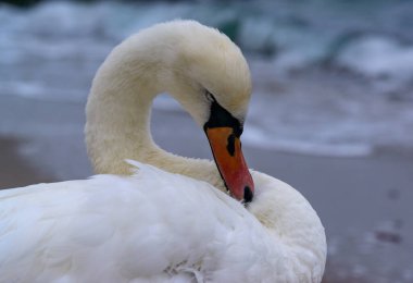 Mute swan Cygnus olor - white waterfowl against the Black Sea, Ukraine clipart