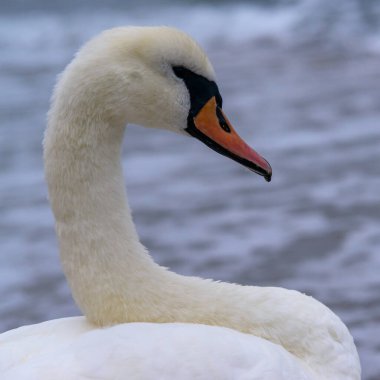 Mute swan Cygnus olor - white waterfowl against the Black Sea, Ukraine clipart