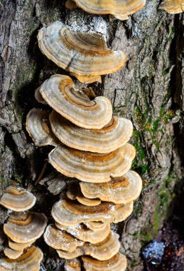 Çoklu gözenekli mantar Trametes versicolor - eski çürük kütük, Ukrayna 'da ağaç mantarı