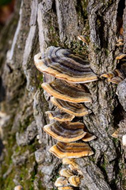 Çoklu gözenekli mantar Trametes versicolor - eski çürük kütük, Ukrayna 'da ağaç mantarı