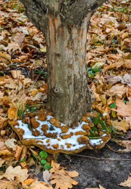 Snow on a mushroom, Phellinus robustus - saprophytic wood fungus on an old oak tree stump, Ukraine clipart