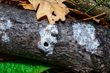 Hyphae white, mycelium of tree decomposing saprotrophic fungus on surface of trunk of old rotten tree, Ukraine clipart