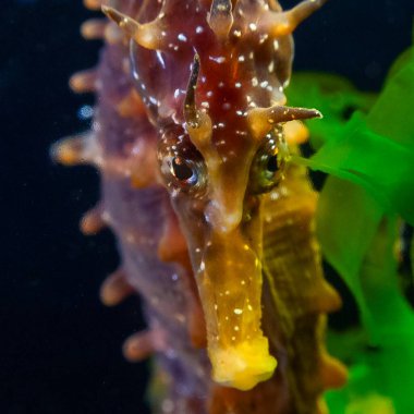 Erkek, uzun burunlu deniz atı hipokampüsünün ön görüntüsü kıyıya yakın yeşil algler arasında saklanıyor, Karadeniz.