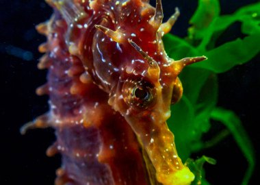 Erkek, uzun burunlu deniz atı hipokampüsünün ön görüntüsü kıyıya yakın yeşil algler arasında saklanıyor, Karadeniz.