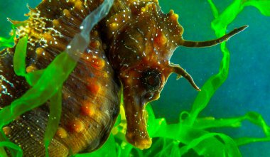 Uzun burunlu erkek deniz atı hipokampüsünün kıyıya yakın yeşil yosunların arasında saklanırken yan görüntüsü Karadeniz