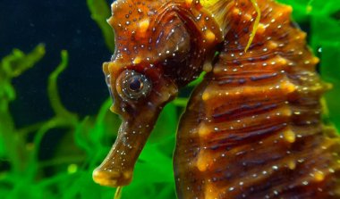 Karadeniz kıyısındaki yeşil yosunların arasında saklanan uzun burunlu deniz atı Hipokampüsünün yan görüntüsü.