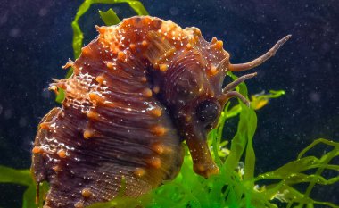 Uzun burunlu erkek deniz atı hipokampüsünün kıyıya yakın yeşil yosunların arasında saklanırken yan görüntüsü Karadeniz