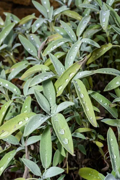 Adaçayı, yaygın olarak bilinen Salvia officinalis - Ukrayna 'nın bahçesinde sonbaharda yeşillikte eriyen ilk kardaki su damlacıkları