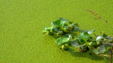 Pontederia crassipes -Eichhornia crassipes, known as common water hyacinth swims among aquatic plants, Odessa clipart