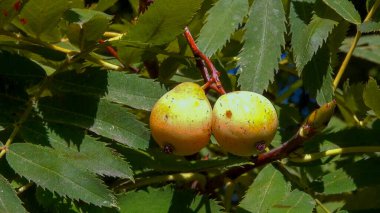 Whitebeam, rowan Sorbus sp. - Large yellow sweet fruits with seeds in autumn in a park, Ukraine clipart