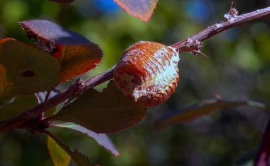 Cocoon - ootheca- with eggs of the Transcaucasian tree mantis Hierodula transcaucasica on a bush branch clipart