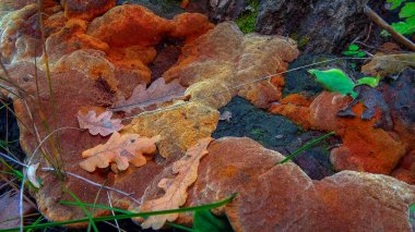 Phellinus Robustus - Odessa 'da bir bahçede yaşlı bir meşe ağacının üzerinde saprofitik ahşap mantar.