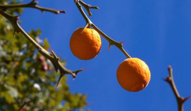 Citrus trifoliata, Poncirus trifoliata - yellow edible fruits with seeds inside against blue sky in garden  clipart