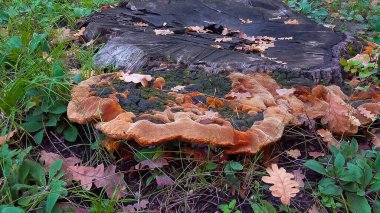 Phellinus robustus - saprophytic wood fungus on an old oak tree stump in a garden, Odessa clipart