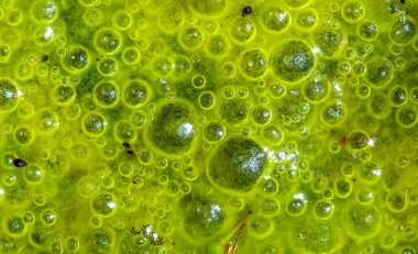 Tatlı su algleri Spirogyra havaya oksijen salıyor, Ukrayna 'daki su kaynaklarında oksijen sentezi.