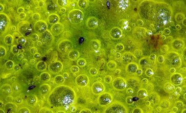 Tatlı su algleri Spirogyra havaya oksijen salıyor, Ukrayna 'daki su kaynaklarında oksijen sentezi.