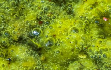 Tatlı su algleri Spirogyra havaya oksijen salıyor, Ukrayna 'daki su kaynaklarında oksijen sentezi.