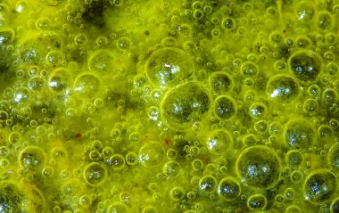 Tatlı su algleri Spirogyra havaya oksijen salıyor, Ukrayna 'daki su kaynaklarında oksijen sentezi.