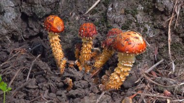 Golden pholiota - Pholiota aurivella, edible mushroom with golden yellowish color on tree trunk in garden, southern Ukraine clipart